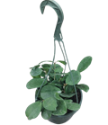 Obovata